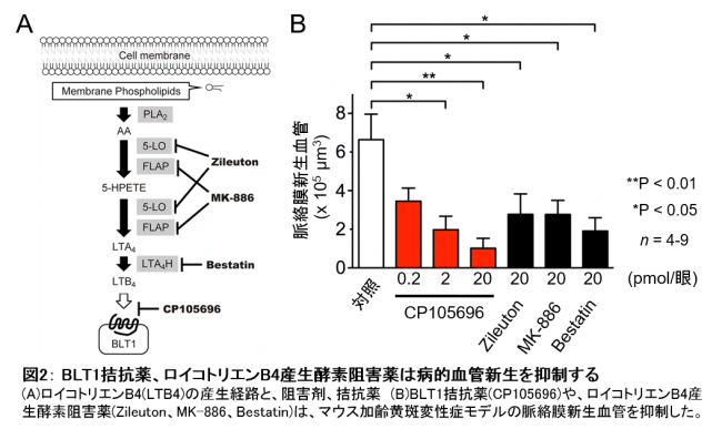 図2： BLT1拮抗薬、ロイコトリエンB4産生酵素阻害薬は病的血管新生を抑制する