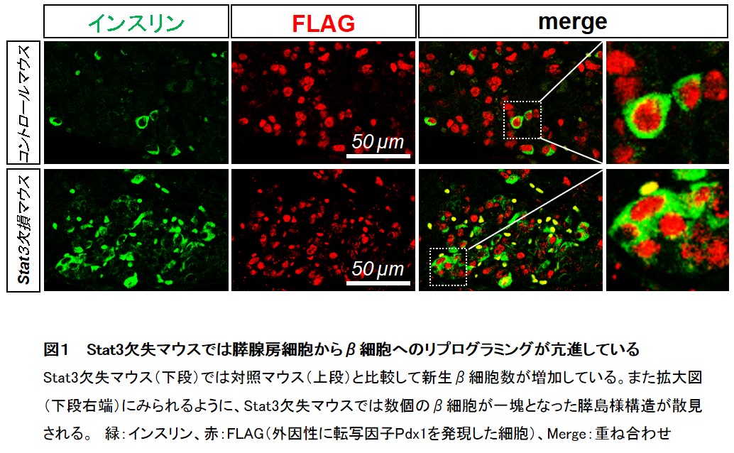 糖尿病モデルマウスの血糖値改善に成功 学校法人 順天堂のプレスリリース