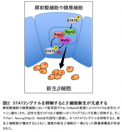 図２　STAT3シグナルを抑制するとβ細胞新生が亢進する