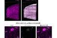 高速・高感度の多重三次元免疫組織化学法の開発に成功