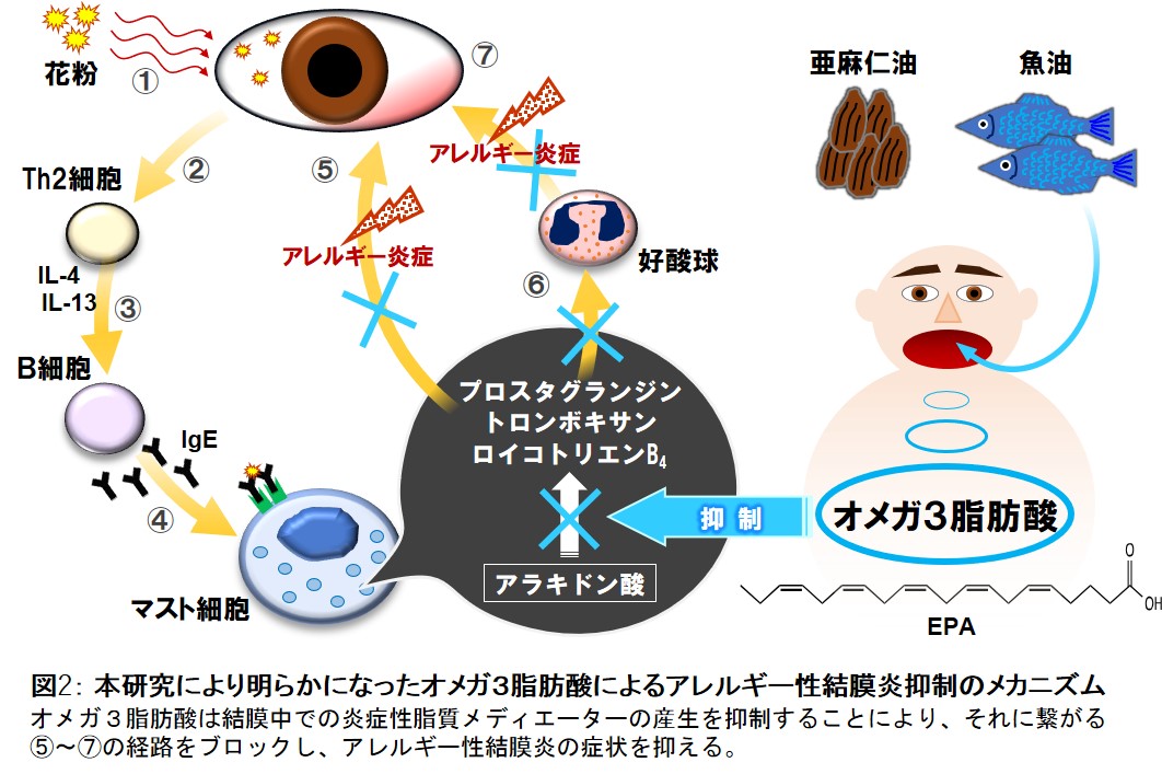 オメガ３脂肪酸のアレルギー性結膜炎への改善効果を発見 学校法人 順天堂のプレスリリース