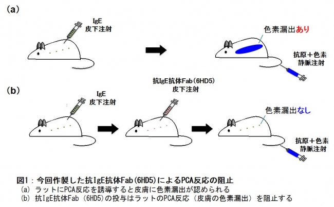 図1：今回作製した抗IgE抗体Fab(6HD5)によるPCA反応の阻止