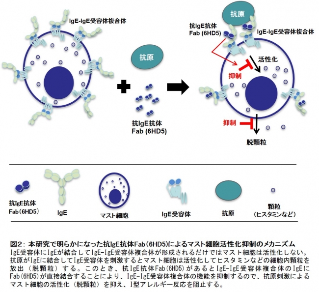 図２： 本研究で明らかになった抗IgE抗体Fab（6HD5)によるマスト細胞活性化抑制のメカニズム