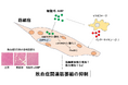 敗血症関連筋萎縮を抑制する新規治療薬の可能性