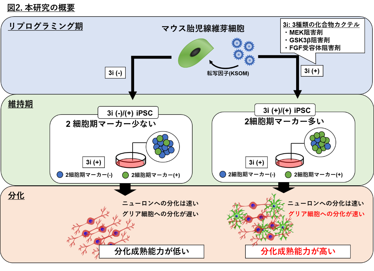 Ips細胞の分化成熟能力を高める技術を開発 学校法人 順天堂のプレスリリース