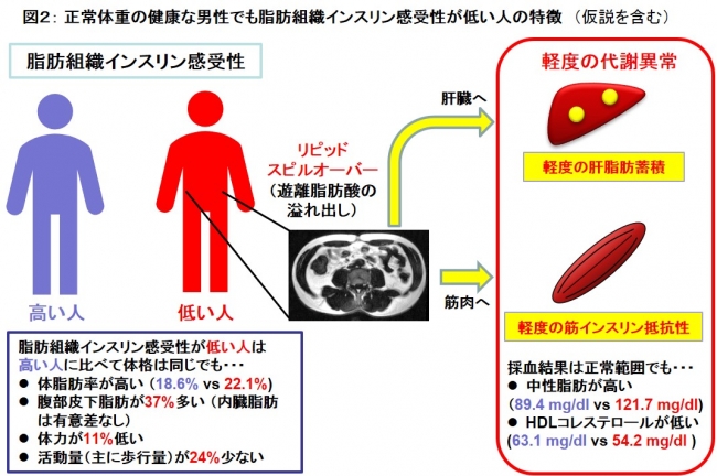 図２： 正常体重の健康な男性でも脂肪組織インスリン感受性が低い人の特徴　（仮説を含む）