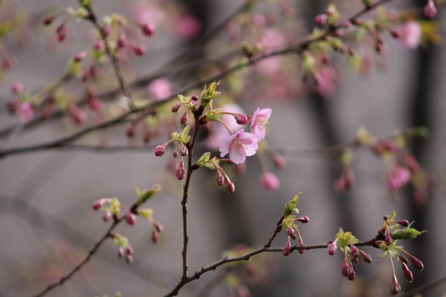 日本庭園の河津桜　（2017年1月23日（月）1：00P.M.撮影）