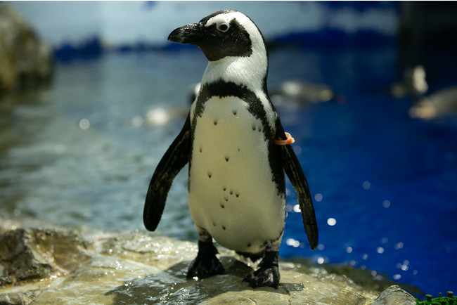飼育スタッフの解説付きで間近で観察できるケープペンギン