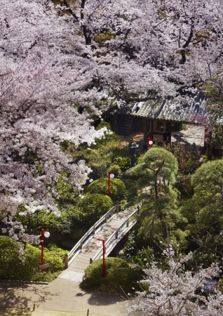 グランドプリンスホテル高輪から 見た桜と山門