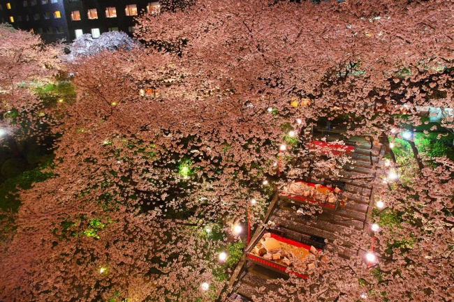 桜桟敷席とライトアップした日本庭園の夜桜