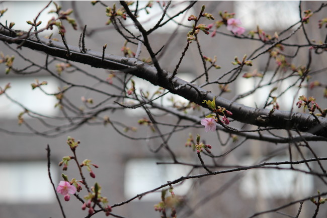 日本庭園の河津桜　（2022年2月15日12：00NOON撮影）