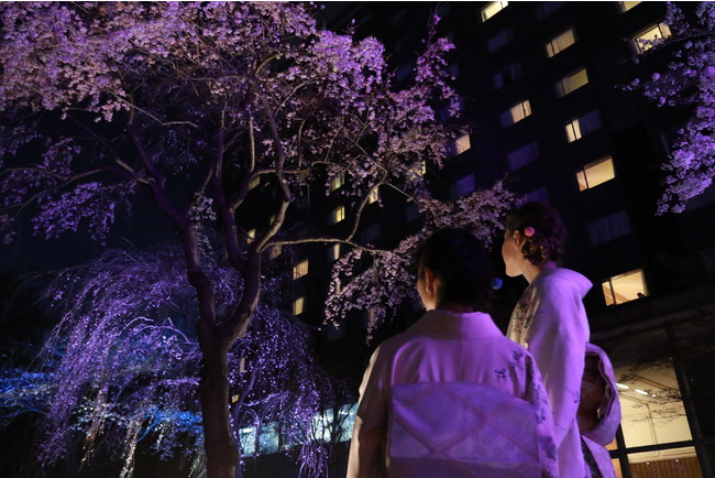 日本庭園のライトアップした夜桜