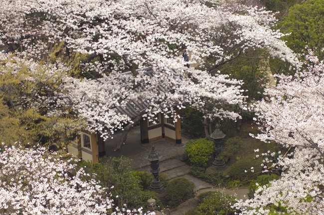 港区指定文化財に指定された山門と日本庭園に咲き誇る桜