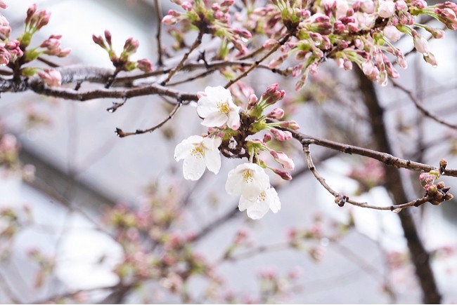 日本庭園の染井吉野（2022 年3 月22 日 1200NOON）