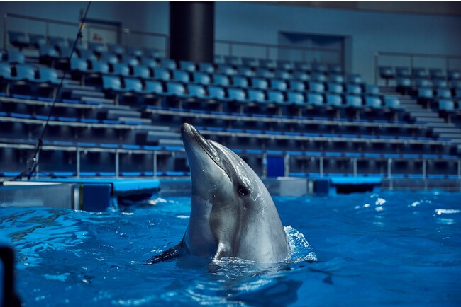 閉館後の水族館でゆっくり過ごす 「NEW YEAR AQUA」