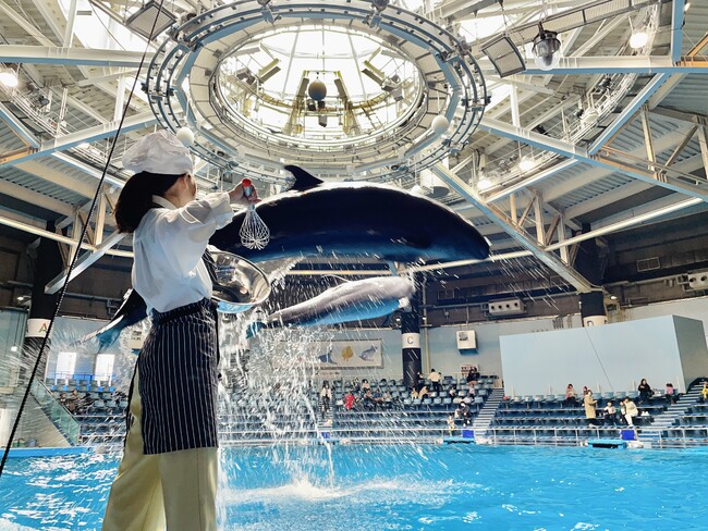 ドルフィンパフォーマンス　「Dolphin Decoration」 イメージ