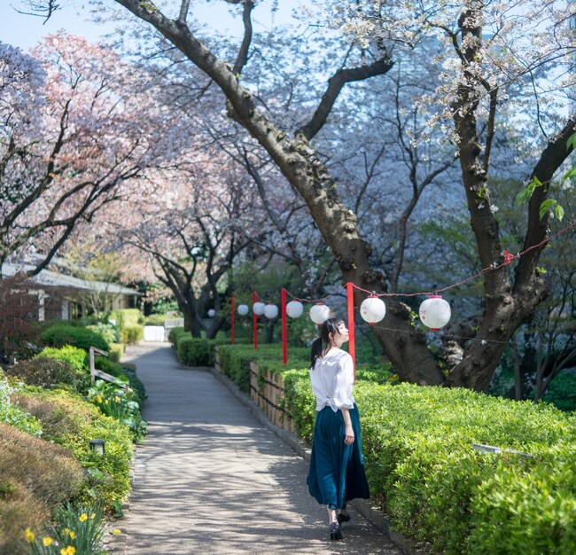 「高輪 桜まつり2023」を開催