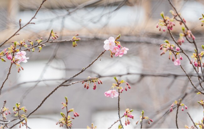 【高輪エリアのプリンスホテル】日本庭園で「河津桜」が開花しました