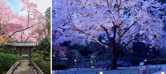 日本庭園の山門と桜（左）、ライトアップした日本庭園の夜桜（右）