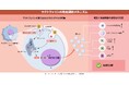 ラクトフェリンがプラズマサイトイド樹状細胞に作用して免疫を調節するメカニズムを確認