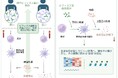 ビフィズス菌が体内の過剰な炎症反応を抑制する可能性を確認 ～老化進行の要因の一つ「ヒト免疫細胞の応答性」に関する研究～