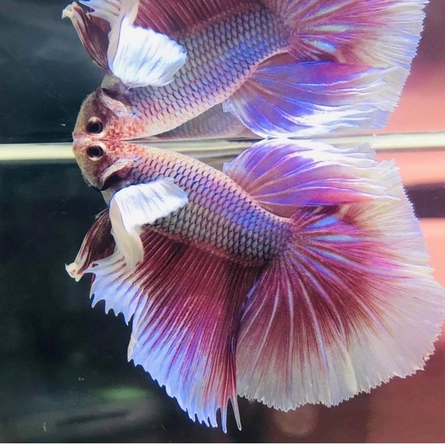 Betta    観賞魚　写真