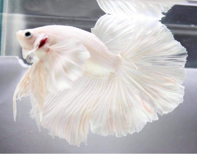 Betta    観賞魚　写真