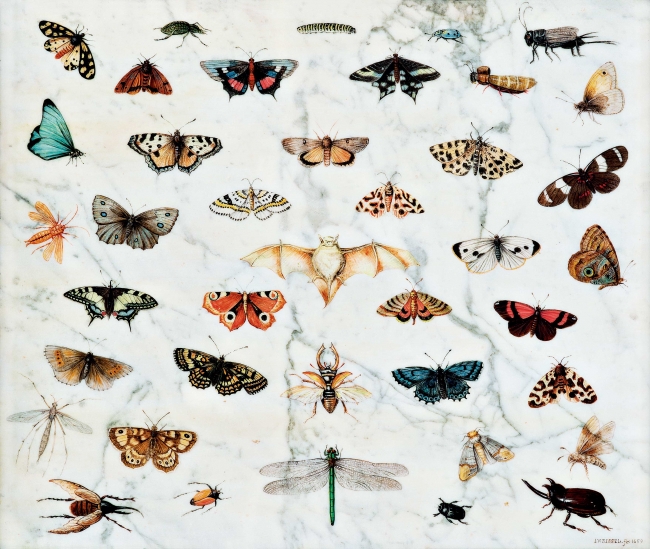 ヤン・ファン・ケッセル１世《蝶、カブトムシ、コウモリの習作》1659年 Private Collection,USA