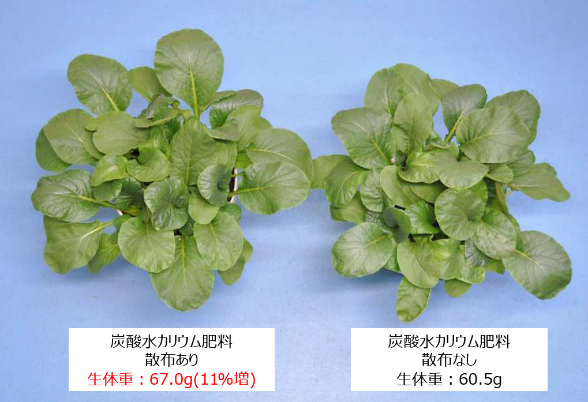 小松菜の栽培試験による肥料の効能検証