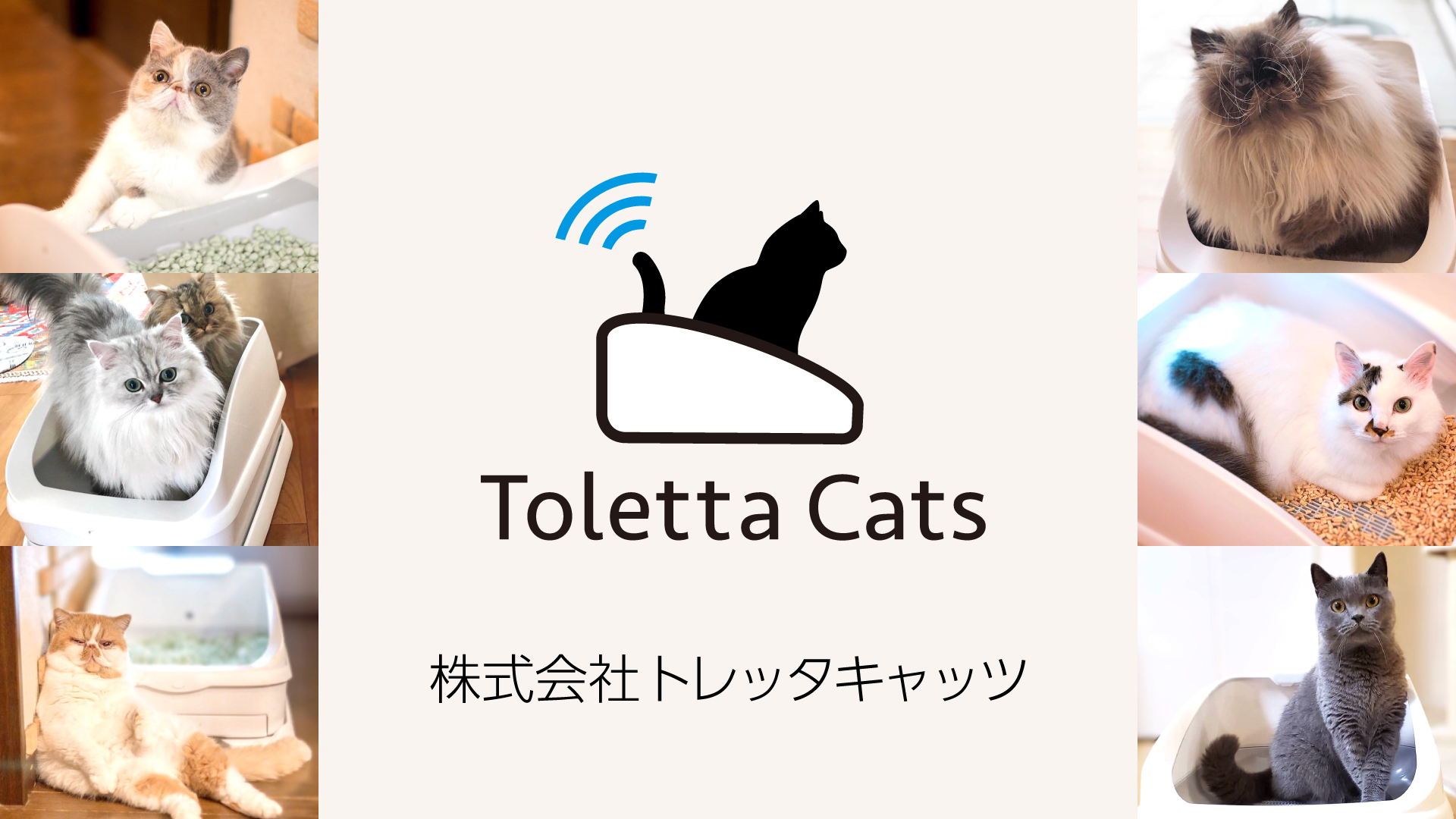 株式会社ハチたま 本日6月1日より 株式会社トレッタキャッツ Toletta Cats Inc へ社名変更 誕生記念snsキャンペーン開催 トレッタキャッツのプレスリリース