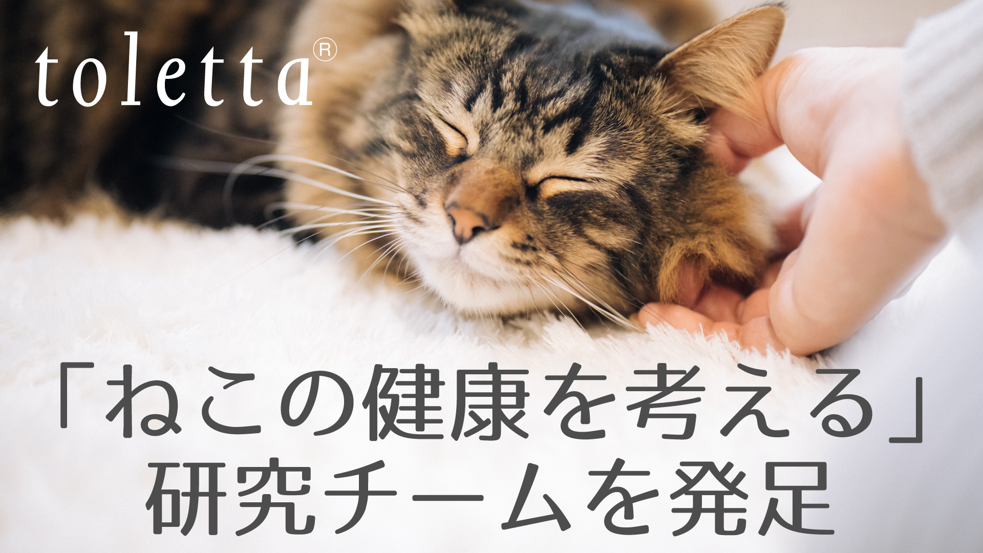 トレッタキャッツ ねこの健康を考える 研究チームを発足 東京大学 加藤大貴 獣医学博士がアドバイザーに就任 トレッタキャッツのプレスリリース