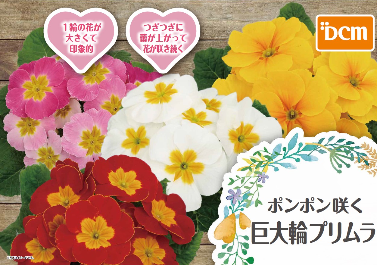 寒さに強く 次から次に大輪の花が咲く ｄｃｍポンポン咲く巨大輪プリムラ 新発売 Dcm株式会社のプレスリリース