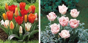 （左）「DCMブランド 早咲きチューリップ」（右）「DCMブランド 遅咲きチューリップ」 開花イメージ
