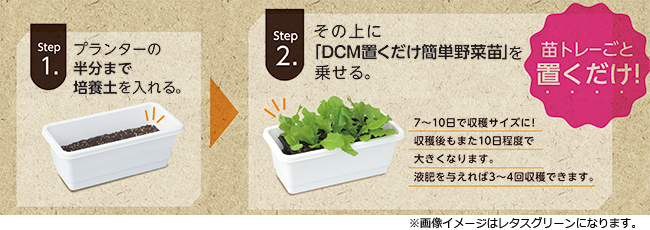 初心者でも簡単 プランターに土を入れて苗を置くだけの簡単栽培 Dcmブランド 置くだけ簡単野菜苗 新発売 Dcm株式会社のプレスリリース
