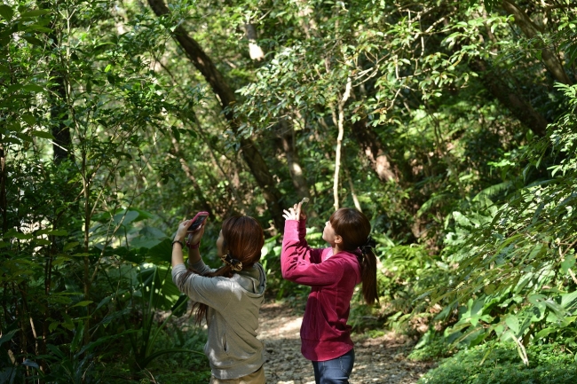 やんばるの森探検