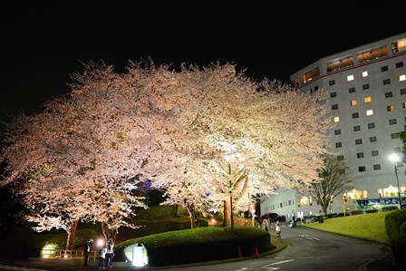ライトアップされた夜桜　2016年4月6日撮影