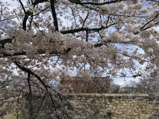 大阪城公園の満開の桜（2016年）