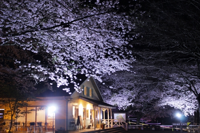 成田ゆめ牧場　夜桜ライトアップ
