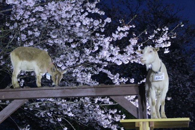 成田ゆめ牧場　桜のライトアップ