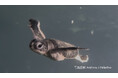 【ホテル日航アリビラ】約10年ぶりにウミガメの孵化を確認
