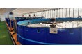 アイエンター、ホテル三日月のエビ養殖場で「AI魚体サイズ測定カメラ」の実証実験を開始