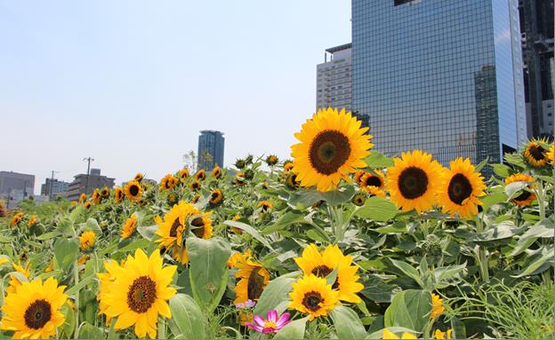うめきたガーデンのヒマワリ