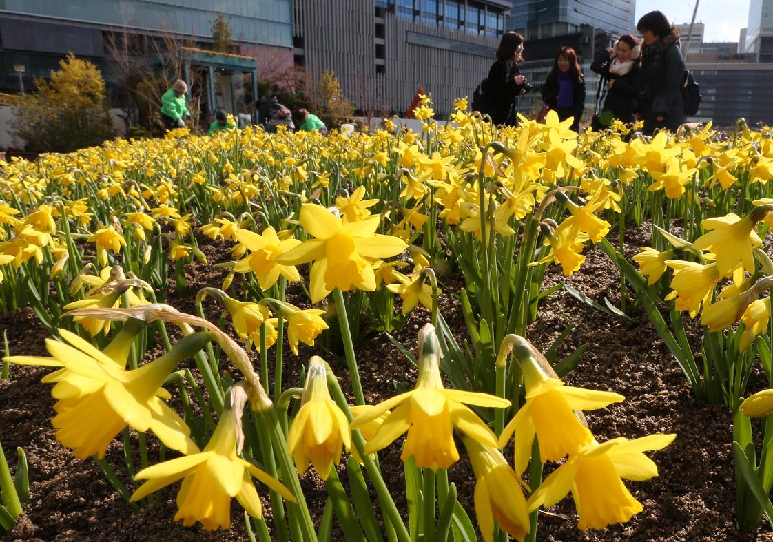 うめきたガーデンで黄色の花畑 新年にスイセン5000株咲き誇る 都会の冬彩る 2月下旬ごろまで見ごろ 産経新聞社のプレスリリース