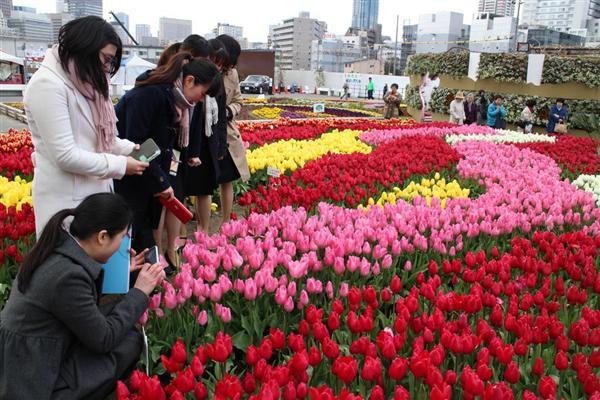 昨冬の「真冬のチューリップ祭」