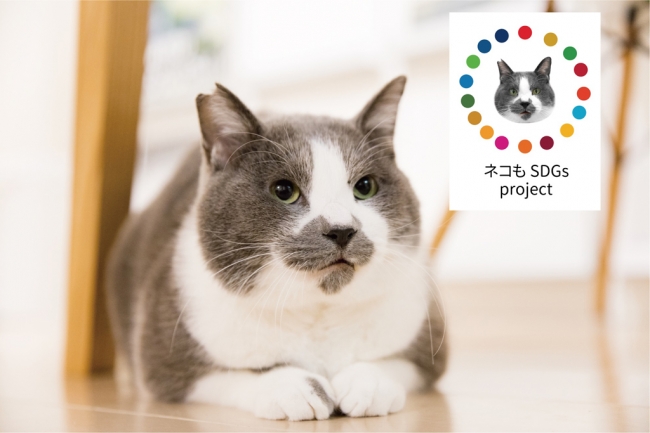 有名猫 人気猫雑誌や絵本も参加 イベント盛りだくさん 12月21 22日開催 にゃんぱく ねこの万博 産経新聞社のプレスリリース