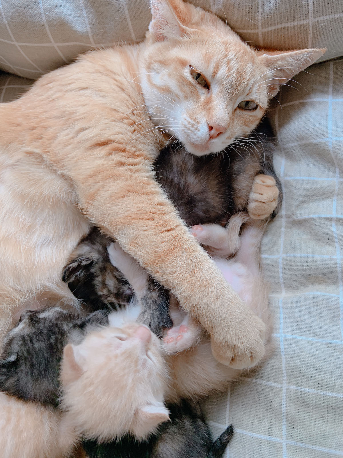 にゃん ぱく 宣言 youtube