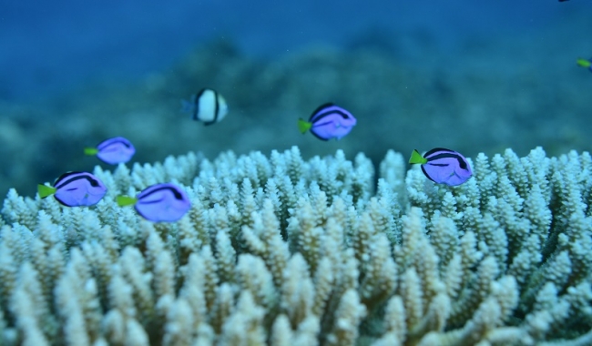 珊瑚にかくれんぼするかのように戯れるカラフルな魚