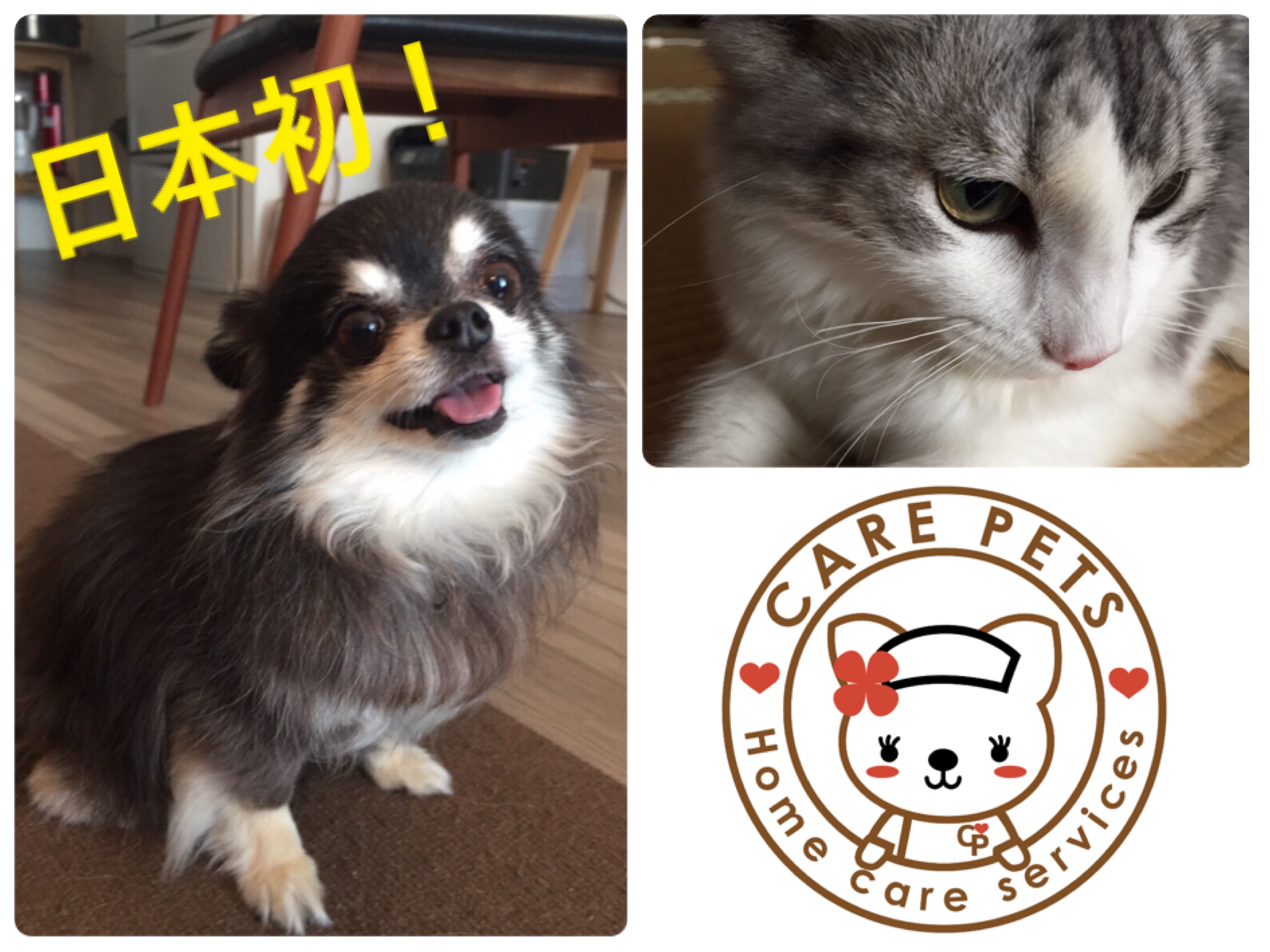 【第１次募集を終了】動物看護師によるペットの訪問介護・看護・シッターサービスのCARE PETSフランチャイズ加盟の第１次募集を12月25日で終了します。