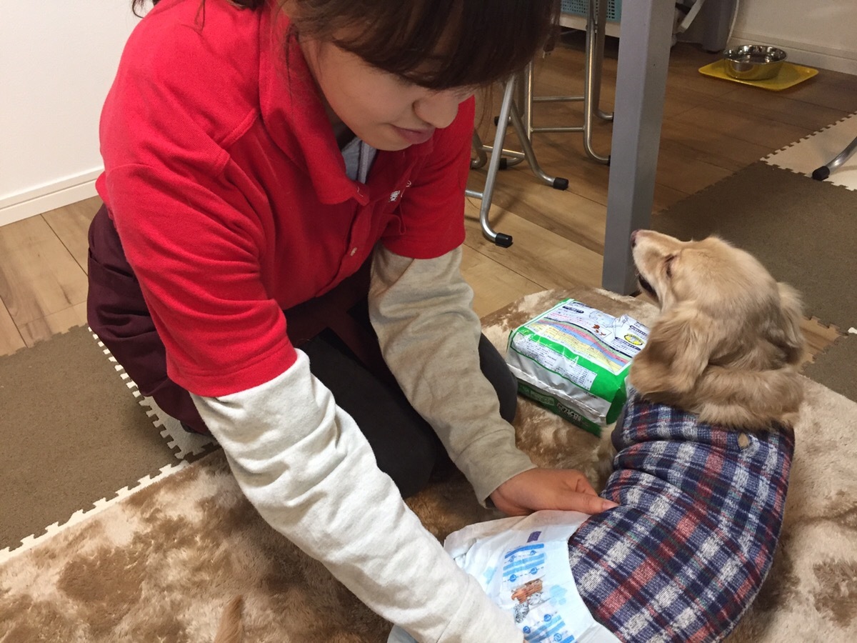 株式会社CARE PETS　新店舗続々オープン