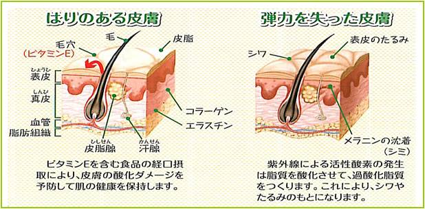 E と は ビタミン